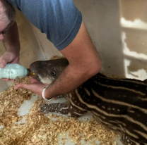 Cr&iacute;a de tapir rescatada en Ledesma tras ser hallada sola en un desarenador