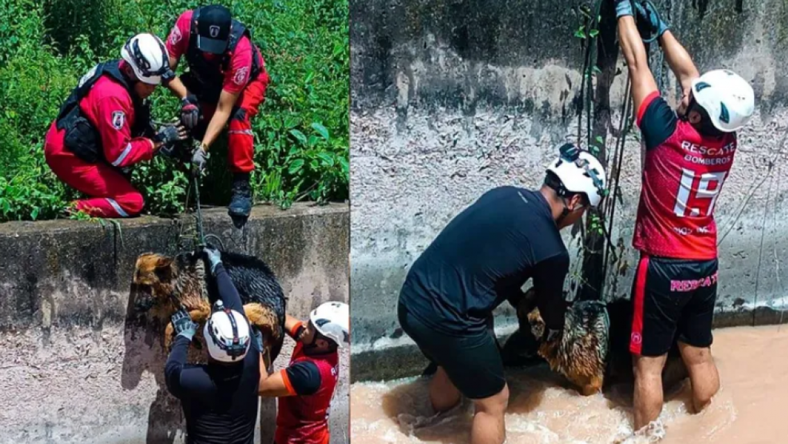Tensi�n en un canal del Dique La Ci�naga: un perrito casi muere de la peor forma