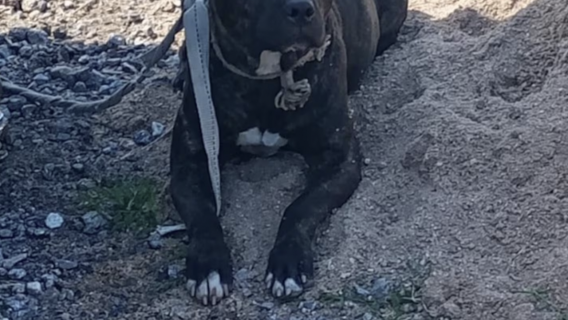 Pitbulls al ataque: mordieron los genitales de un hombre: est� internado