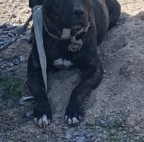 Pitbulls al ataque: mordieron los genitales de un hombre: está internado