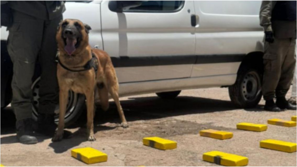 El perro sintió "ese olor" y encontraron varios ladrillos de droga en Ledesma