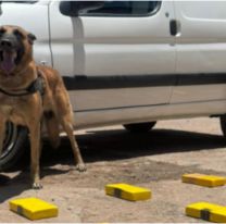 El perro sintió "ese olor" y encontraron varios ladrillos de droga en Ledesma