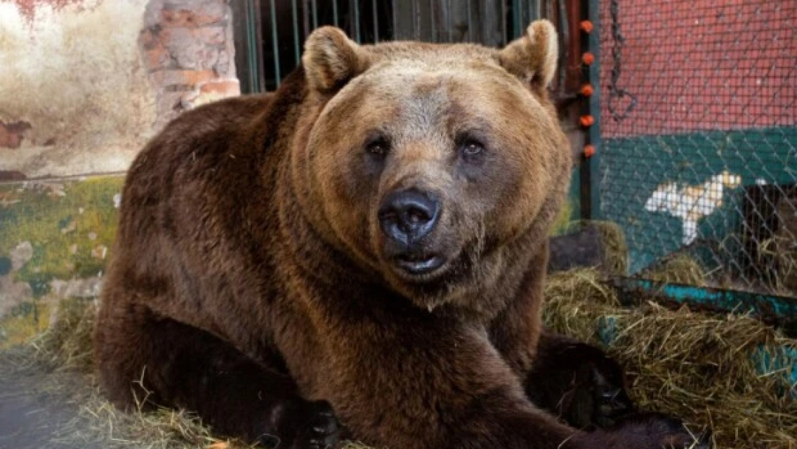 Mucho dolor por "Gordo": qué le pasó al oso del zoológico de Buenos Aires
