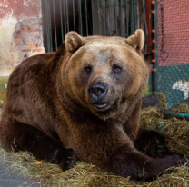 Mucho dolor por "Gordo": qu&eacute; le pas&oacute; al oso del zool&oacute;gico de Buenos Aires