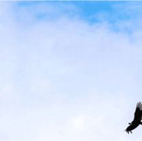 El cóndor atacado en Volcán fue rehabilitado y ya vuela los cielos jujeños
