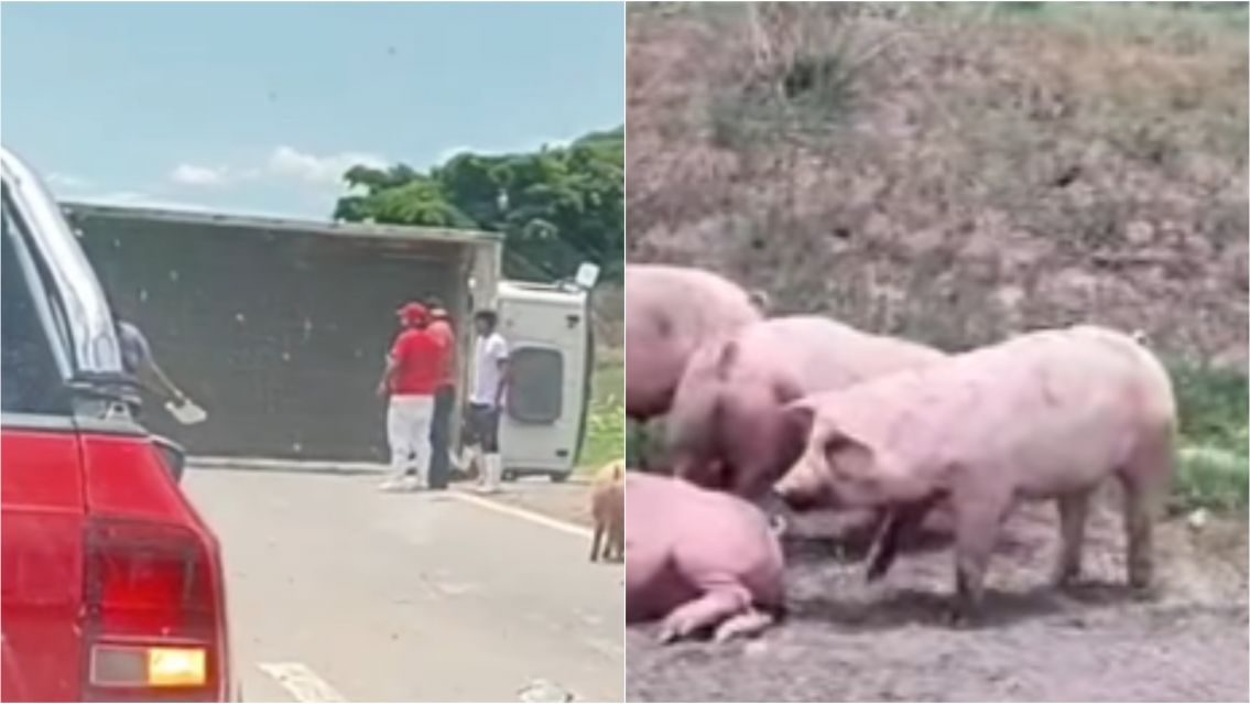 Caos en Ruta 66: un camión con chanchos volcó y cortó el tránsito