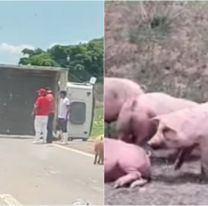 Caos en Ruta 66: un camión con chanchos volcó y cortó el tránsito