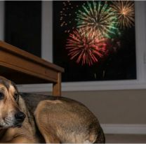 Calor y pirotecnia: las recomendaciones para cuidar a las mascotas en las fiestas