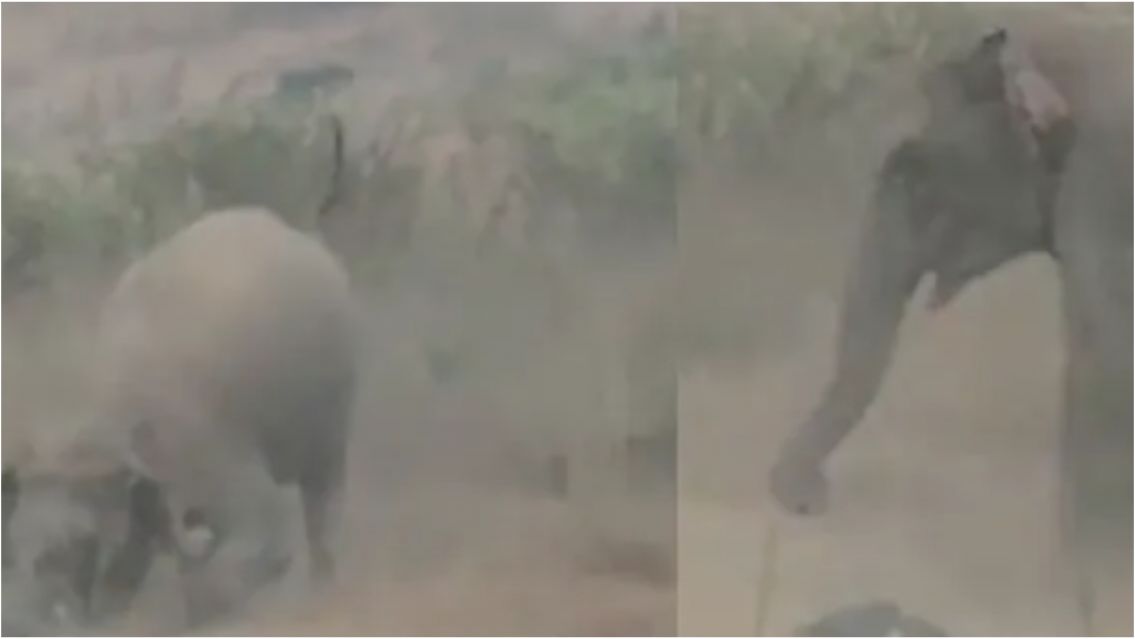 Joven intentó sacarse una foto con un elefante y murió aplastado