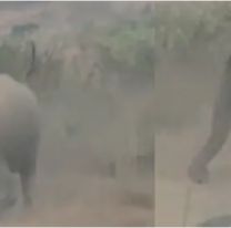 Joven intent&oacute; sacarse una foto con un elefante y muri&oacute; aplastado