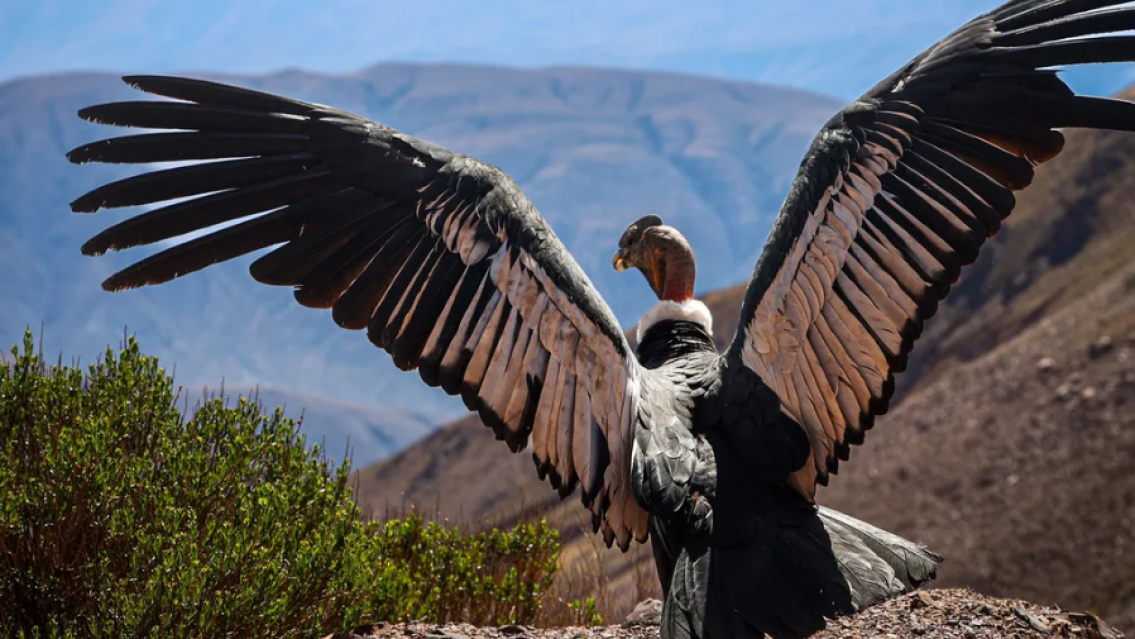 Vuelve a volar el cóndor: liberaron a Kuntur Kuteq en la Cuesta de Lipán