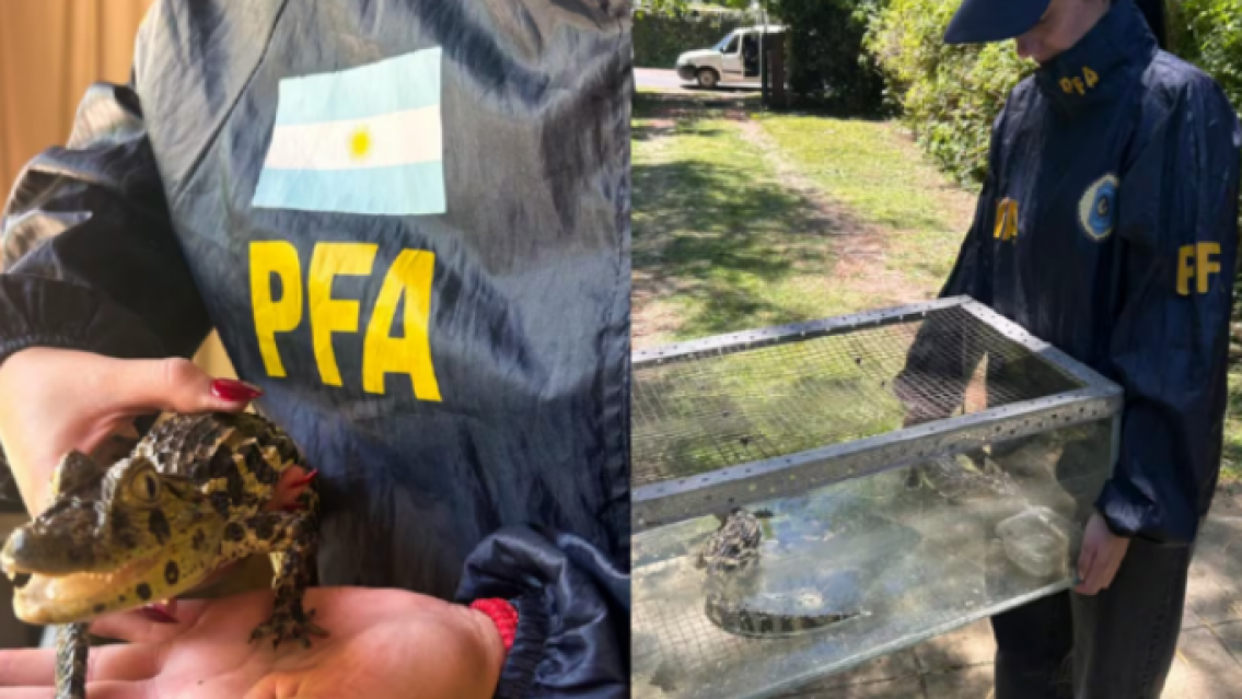 Ritual macabro al descubierto: usaba animales salvajes para "curar" y terminó preso