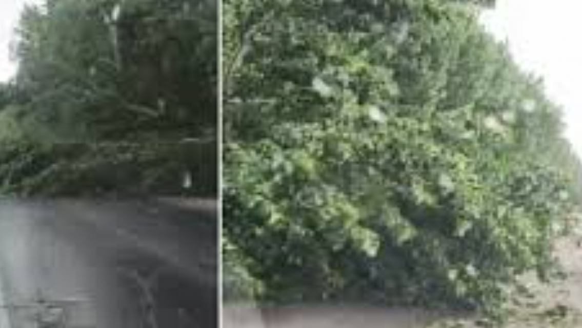 Árbol caído complica el tránsito en la Ruta Provincial 8: piden extrema precaución