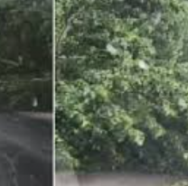 Árbol caído complica el tránsito en la Ruta Provincial 8: piden extrema precaución