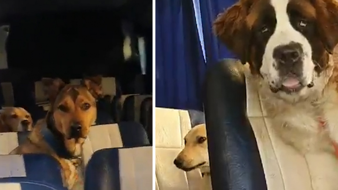 Las mascotas podr�n viajar en trenes y micros de larga distancia: cu�les son los requisitos