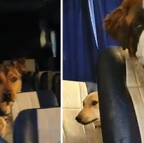 Las mascotas podrán viajar en trenes y micros de larga distancia: cuáles son los requisitos