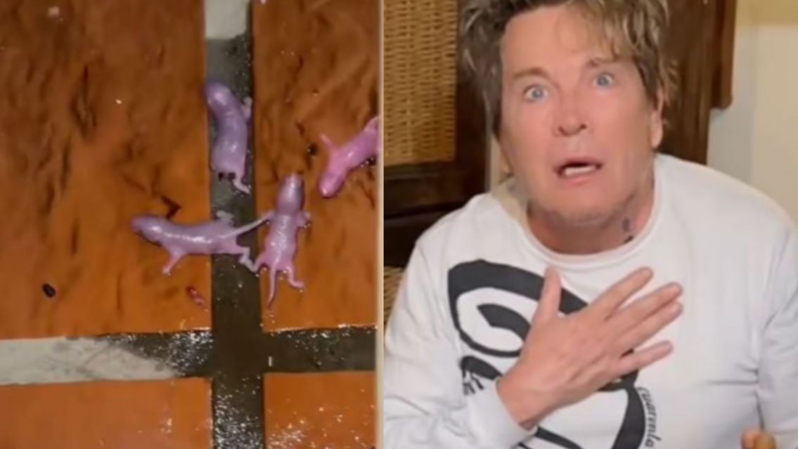 Guido Süller descubrió ratitas bebé en sus casa y les hizo algo horrible: van a denunciarlo