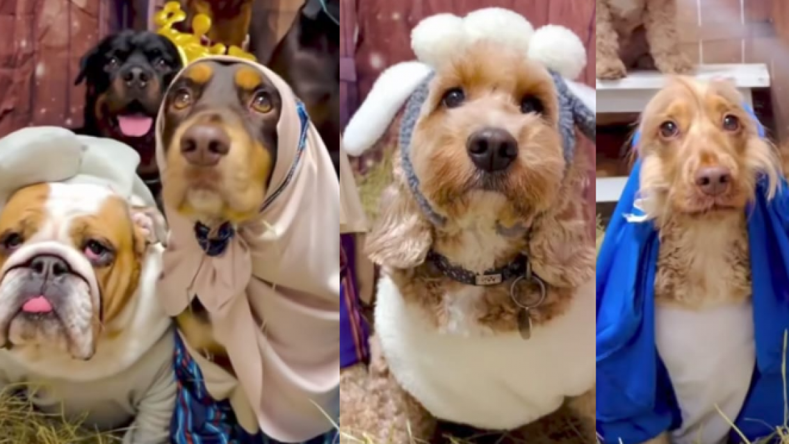 Lo más tierno que verás hoy, pesebre viviente de perritos