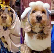 Lo m&aacute;s tierno que ver&aacute;s hoy, pesebre viviente de perritos