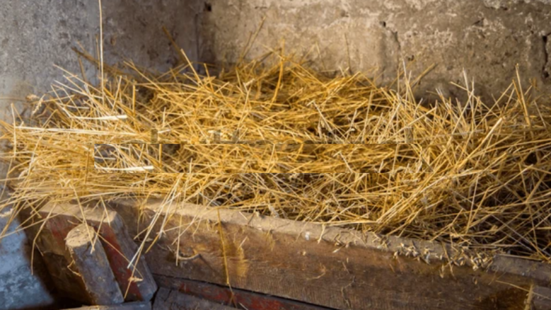 Milagro de Navidad: literal dio a luz en un pesebre, la emoción es total