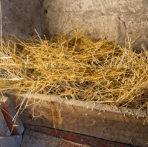 Milagro de Navidad: literal dio a luz en un pesebre, la emoci&oacute;n es total