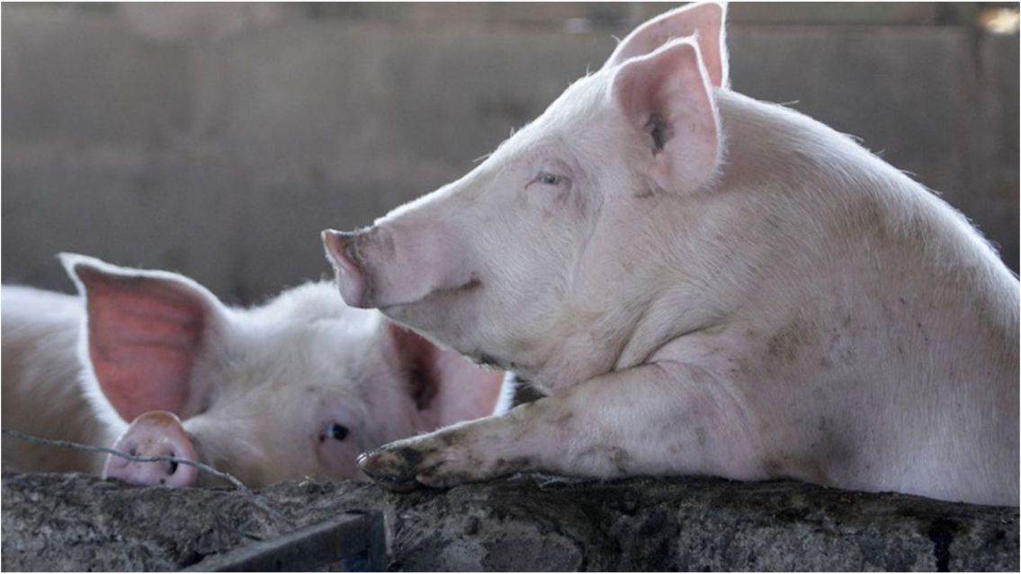 A horas de Navidad se robaron dos chanchos del corral de un vecino