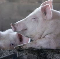 A horas de Navidad se robaron dos chanchos del corral de un vecino