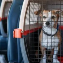 C&oacute;mo ser&aacute; en Jujuy la nueva normativa para viajar con mascotas en micros