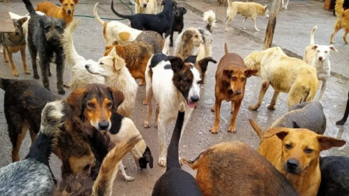 Tragedia en el Hogar San Roque: muri� un perrito en Navidad por la�pirotecnia sonora