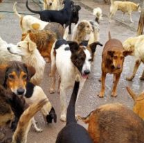 Tragedia en el Hogar San Roque: muri&oacute; un perrito en Navidad por la&nbsp;pirotecnia sonora