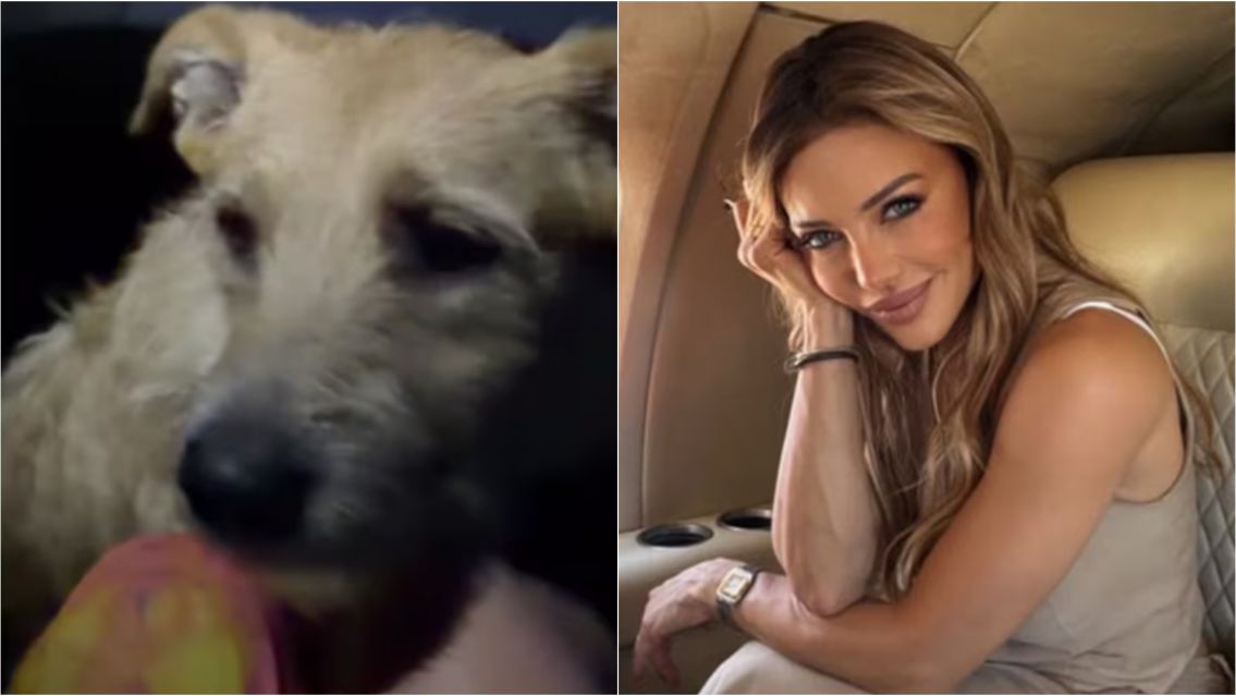 ¡Emotivo rescate! El gran gesto de Evangelina Anderson con un perrito perdido