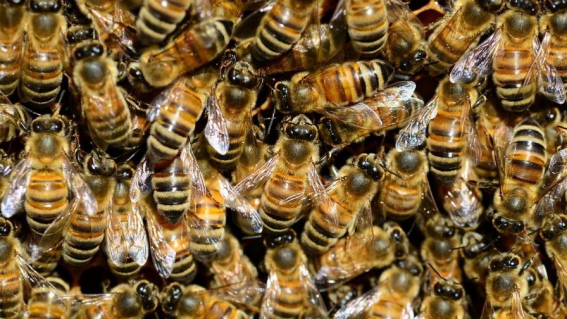 "No pod�amos salir": vecinos fueron atacados por abejas en Jujuy