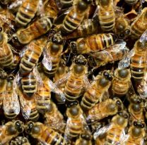 Conmoci&oacute;n en Jujuy: dos angelitos murieron por un ataque de abejas