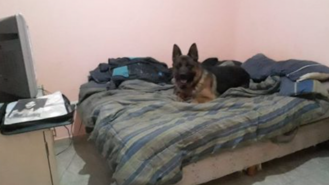 Mat� a su amigo porque meti� un perro a la casa en la que conviv�an