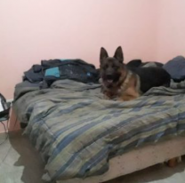Mató a su amigo porque metió un perro a la casa en la que convivían