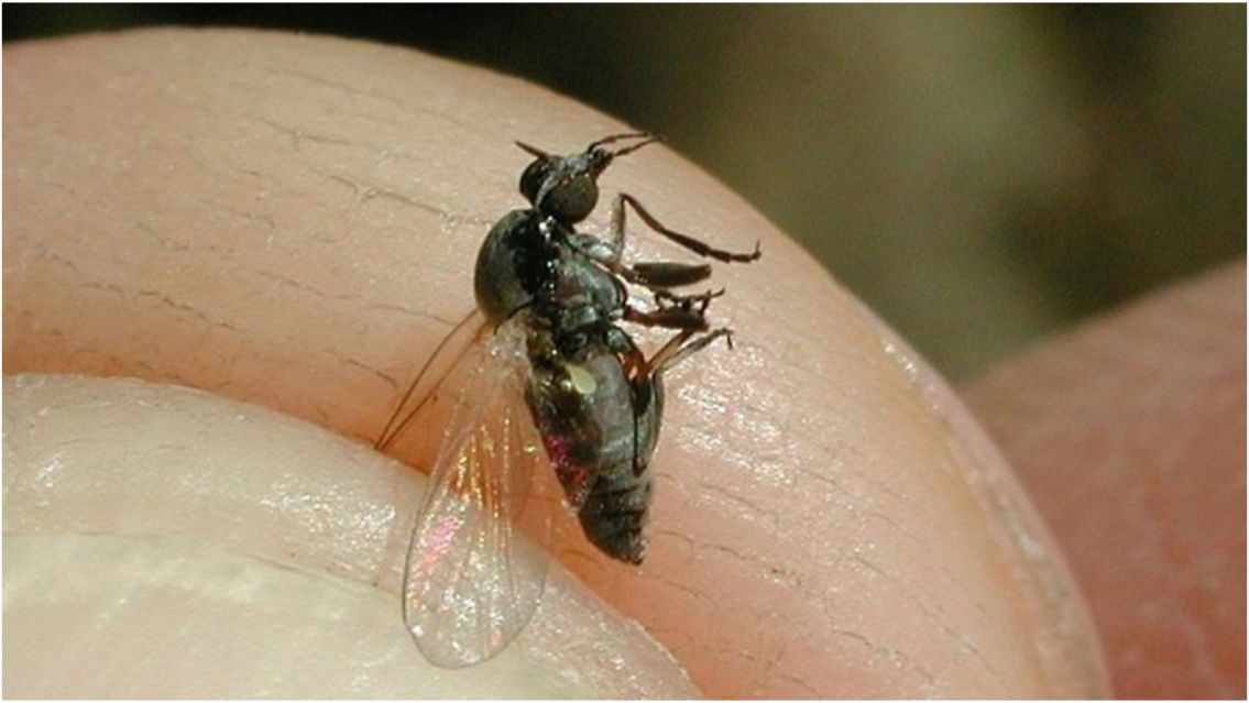 Alarma por la llegada de la "mosca negra": qué riesgos trae y cómo cuidarse