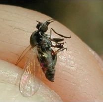 Alarma por la llegada de la "mosca negra": qu&eacute; riesgos trae y c&oacute;mo cuidarse