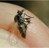 Alarma por la llegada de la "mosca negra": qué riesgos trae y cómo cuidarse