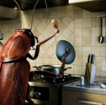 Adi&oacute;s a las cucarachas: c&oacute;mo ahuyentarlas de tu casa sin veneno