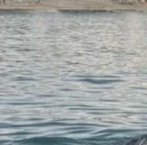 Terror en el para&iacute;so: una turista muri&oacute; tras un brutal ataque de tibur&oacute;n