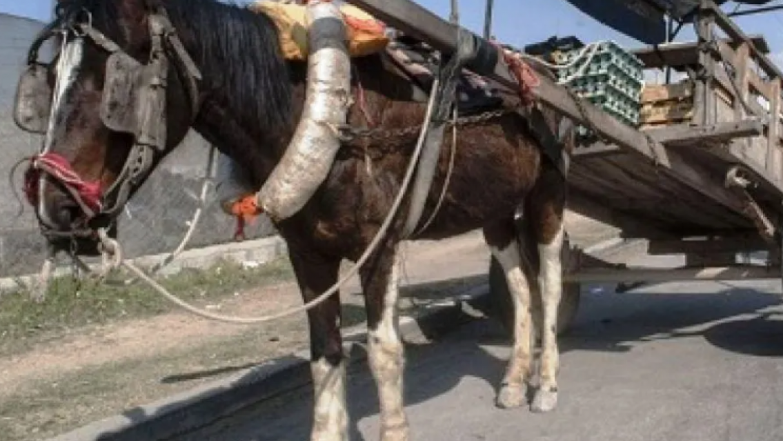 Terror en el norte argentino: pasó un carro y arrojaron a una mujer atada en la calle