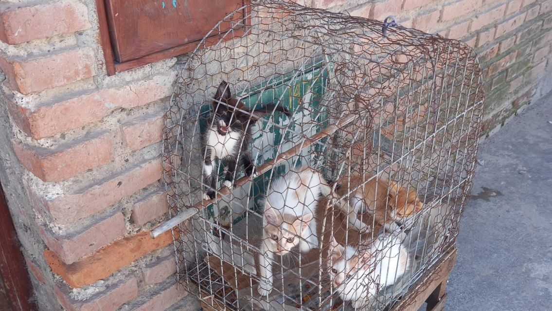 �Adopci�n o maltrato? La foto que divide a todo Jujuy
