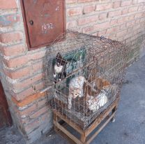 &iquest;Adopci&oacute;n o maltrato? La foto que divide a todo Jujuy