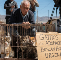Debate animal: C&oacute;mo dar en adopci&oacute;n de forma responsable