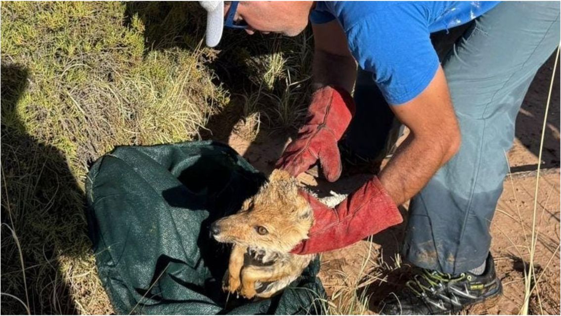 Salvaron a un zorrito colorado tras un grave accidente en la puna jujeña