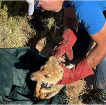 Salvaron a un zorrito colorado tras un grave accidente en la puna jujeña