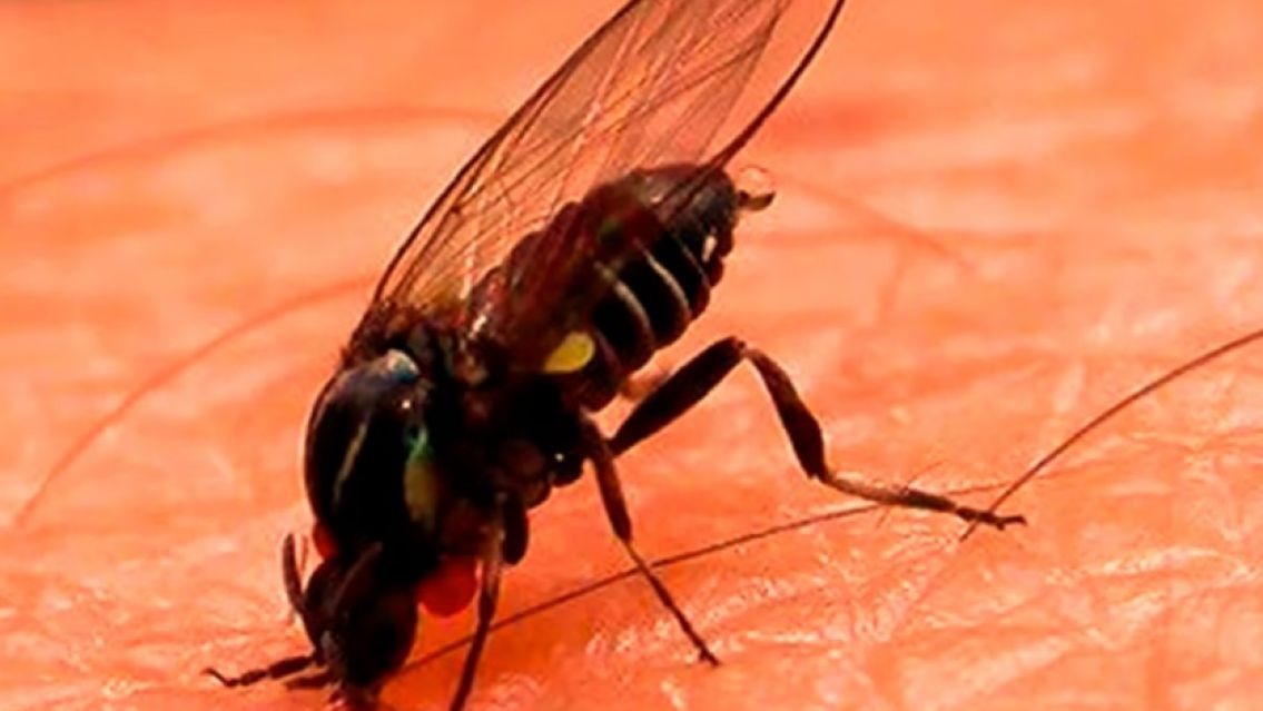 Alerta en el norte por la "mosca negra": muerde y el repelente ni las asusta