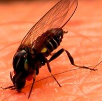 Alerta en el norte por la "mosca negra": muerde y el repelente ni las asusta