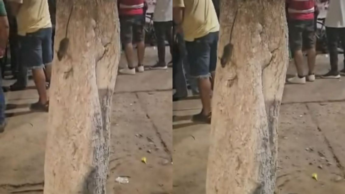 Alerta en Yuto: se apoyaron en un árbol y empezaron a salir un montón de ratas