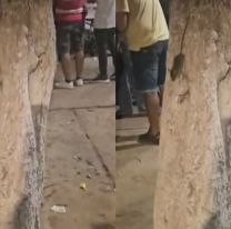 Alerta en Yuto: se apoyaron en un &aacute;rbol y empezaron a salir un mont&oacute;n de ratas